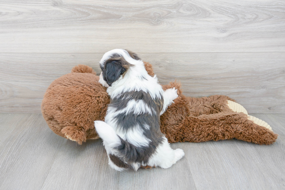 Friendly Teddy Bear Baby