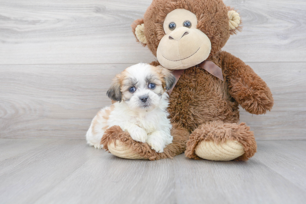 Teddy Bear Pup Being Cute