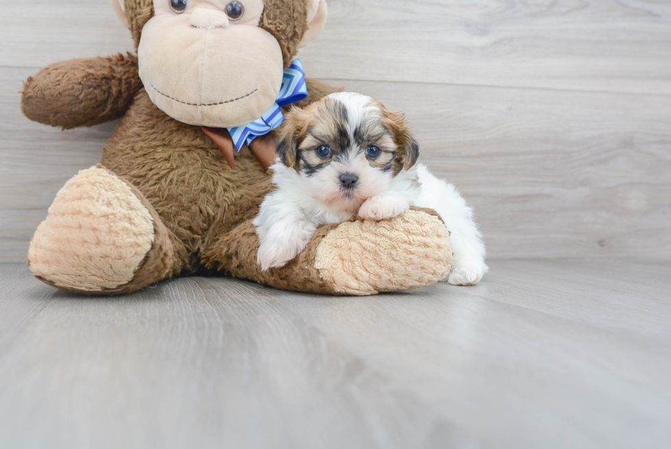 Teddy Bear Pup Being Cute