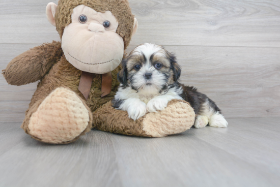 Popular Teddy Bear Designer Pup