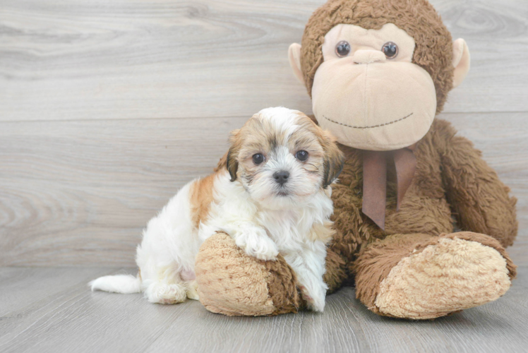 Teddy Bear Pup Being Cute