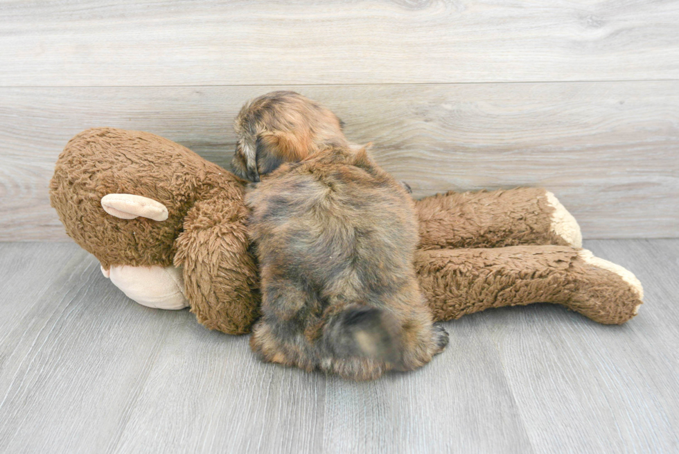 Teddy Bear Pup Being Cute