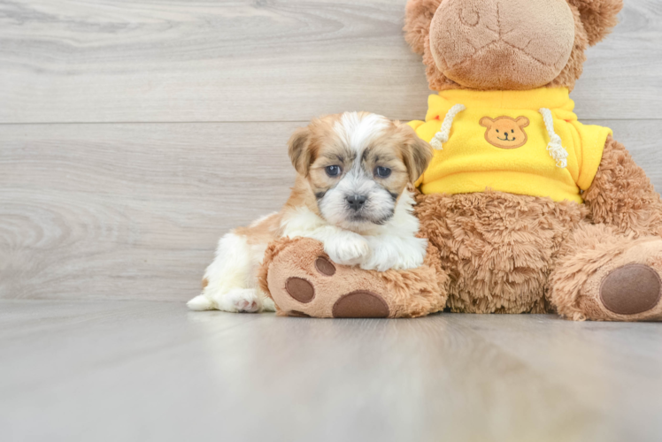 Teddy Bear Puppy for Adoption