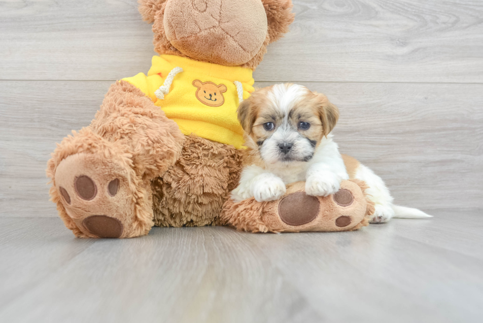 Teddy Bear Pup Being Cute