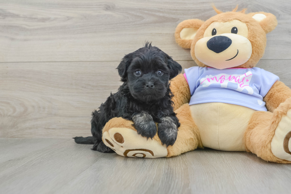 Teddy Bear Puppy for Adoption