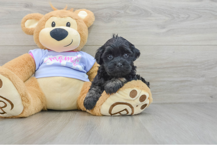 Petite Teddy Bear Designer Pup