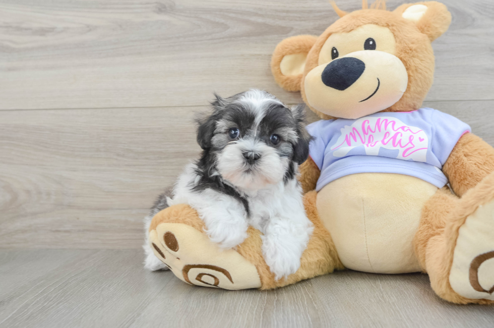 6 week old Teddy Bear Puppy For Sale - Premier Pups