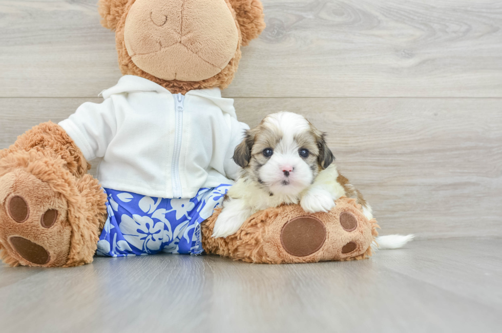 6 week old Teddy Bear Puppy For Sale - Premier Pups