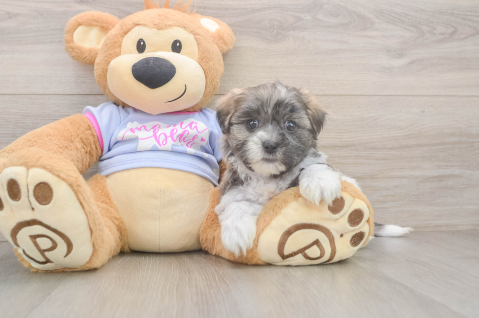 6 week old Teddy Bear Puppy For Sale - Premier Pups