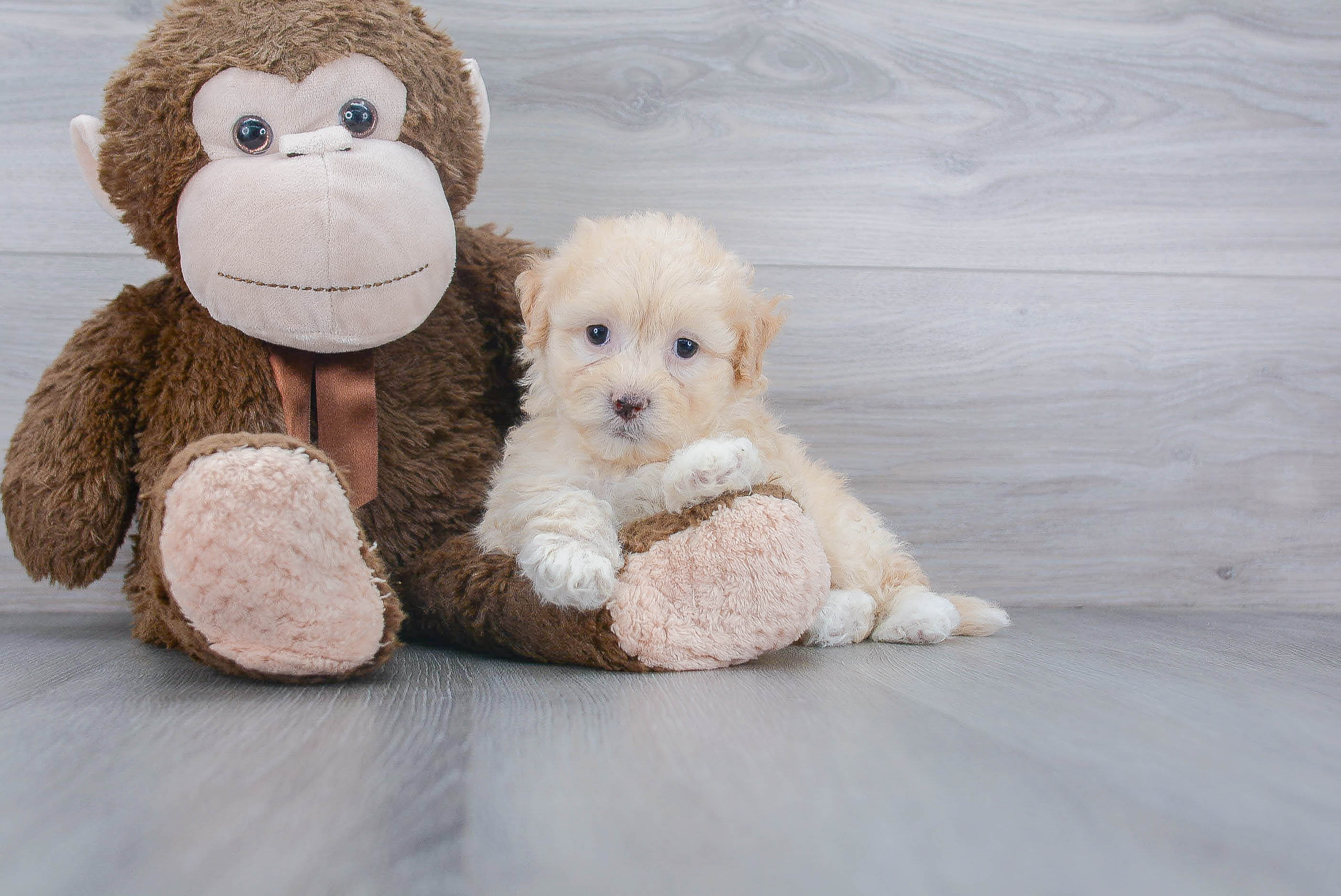 Friendly Teddy Bear Baby