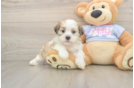 Teddy Bear Pup Being Cute