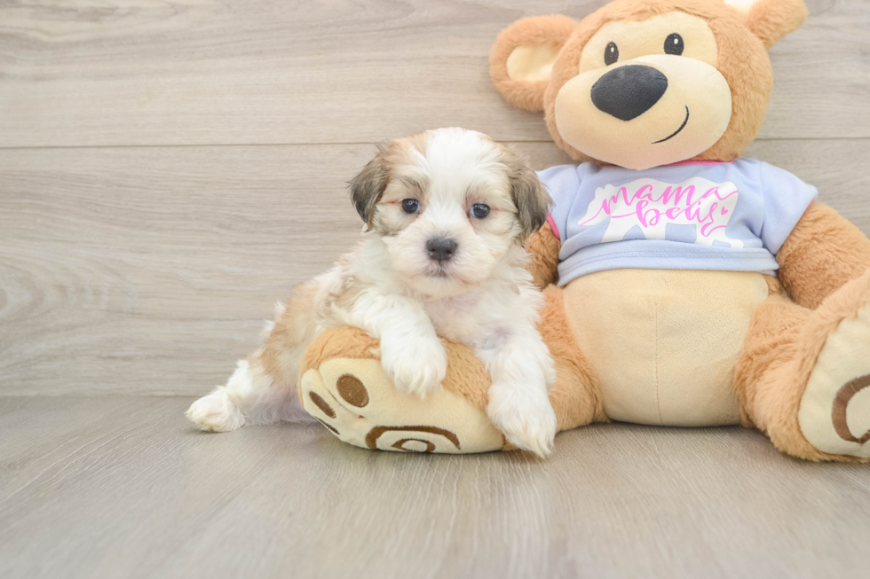 Teddy Bear Pup Being Cute