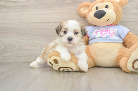 Teddy Bear Pup Being Cute