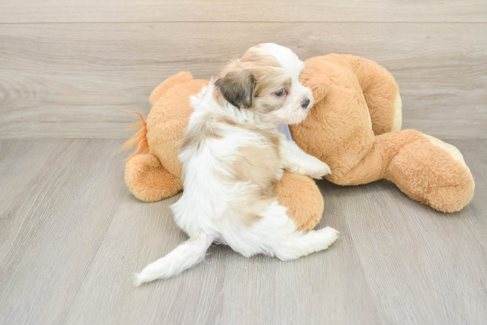 Teddy Bear Puppy for Adoption