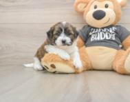 8 week old Teddy Bear Puppy For Sale - Premier Pups
