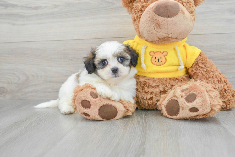 Teddy Bear Puppy for Adoption