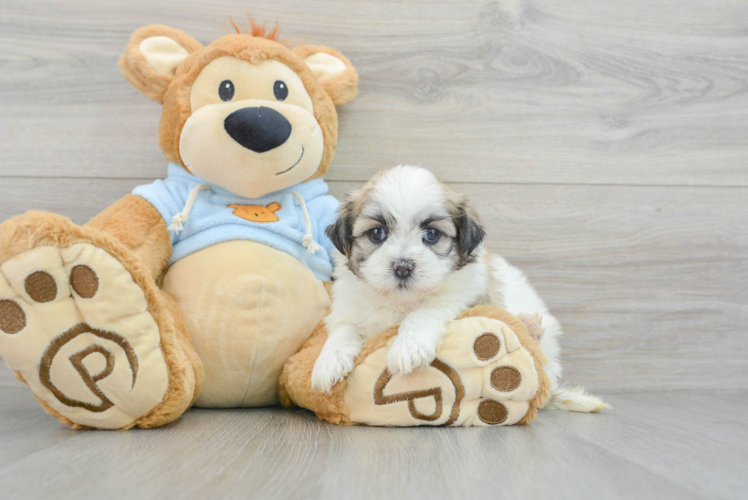 Fluffy Teddy Bear Designer Pup