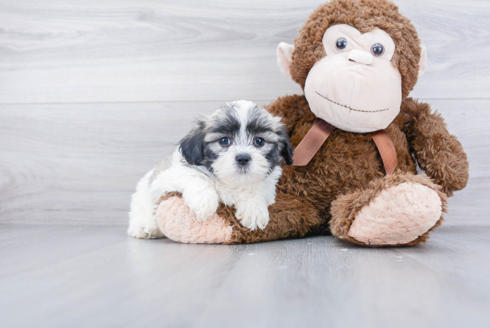 Teddy Bear Pup Being Cute