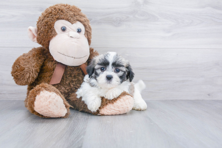 Adorable Shichon Designer Puppy