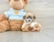 7 week old Teddy Bear Puppy For Sale - Premier Pups