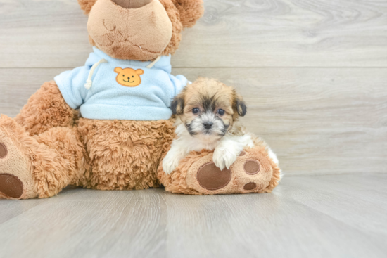 Best Teddy Bear Baby