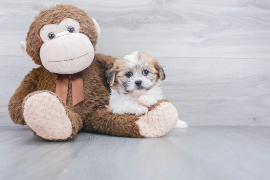 Fluffy Teddy Bear Designer Pup