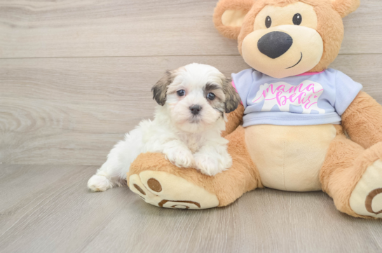 Cute Teddy Bear Baby