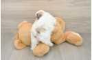 Sweet Teddy Bear Baby