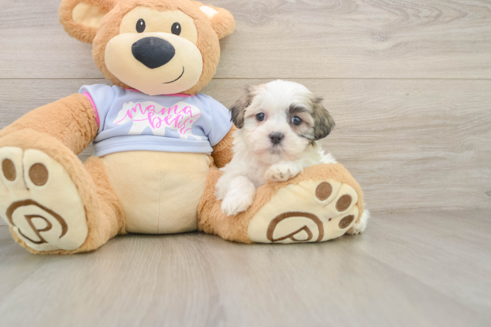 Popular Teddy Bear Designer Pup