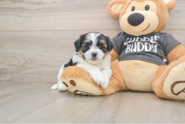 Sweet Teddy Bear Baby