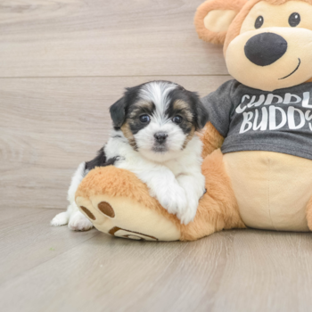 Sweet Teddy Bear Baby