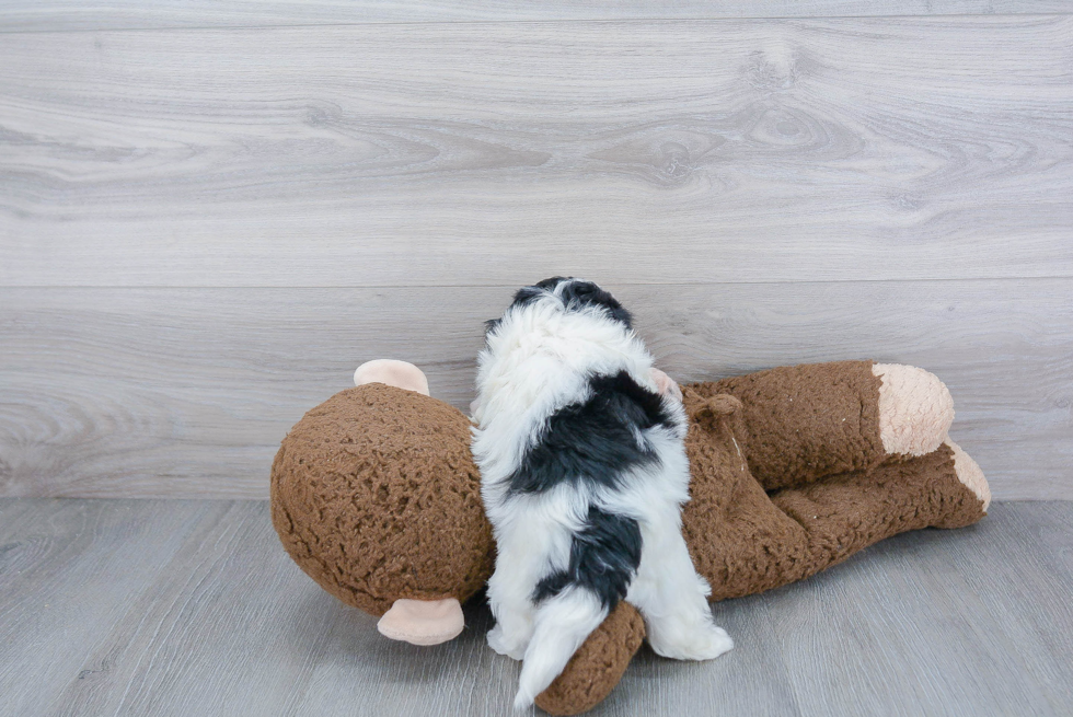 Teddy Bear Pup Being Cute