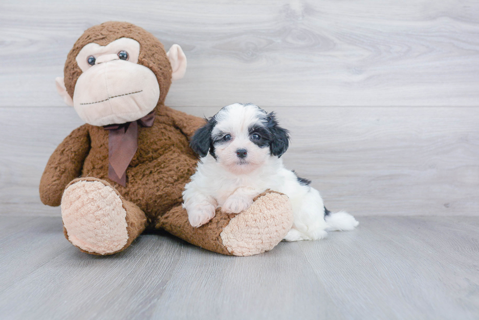 Happy Teddy Bear Baby