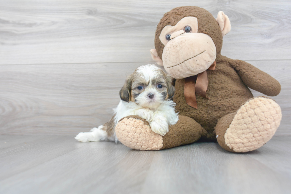 Popular Teddy Bear Designer Pup