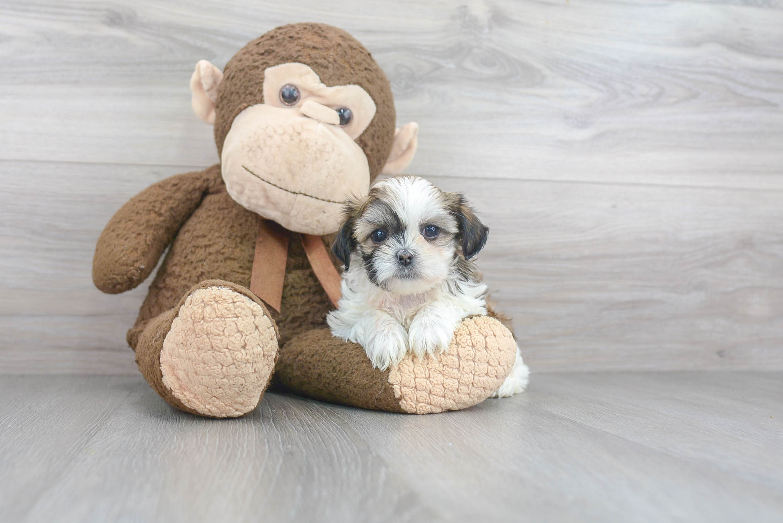Teddy Bear Puppy for Adoption