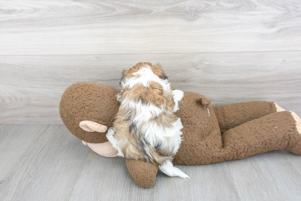 Teddy Bear Pup Being Cute