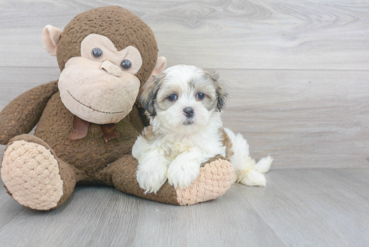 Teddy Bear Pup Being Cute