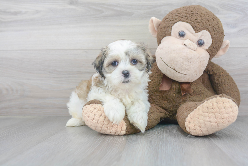 Energetic Shichon Designer Puppy