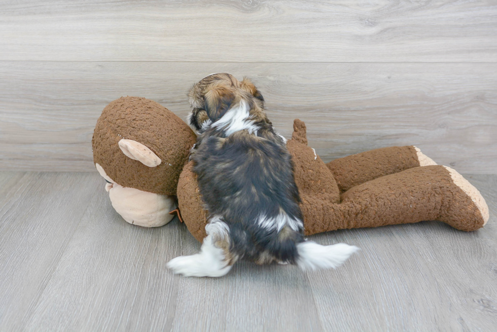 Happy Teddy Bear Baby