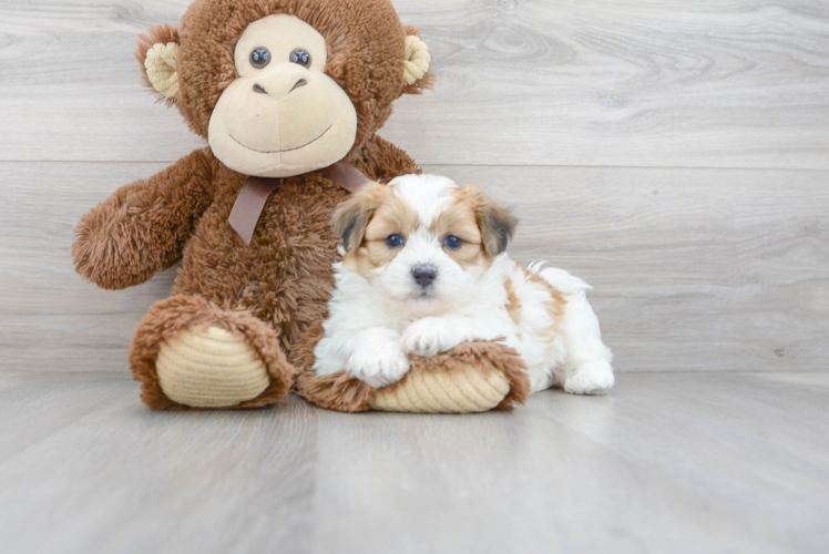 Friendly Teddy Bear Baby