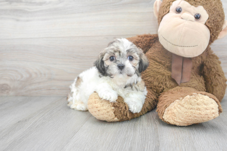 Friendly Teddy Bear Baby