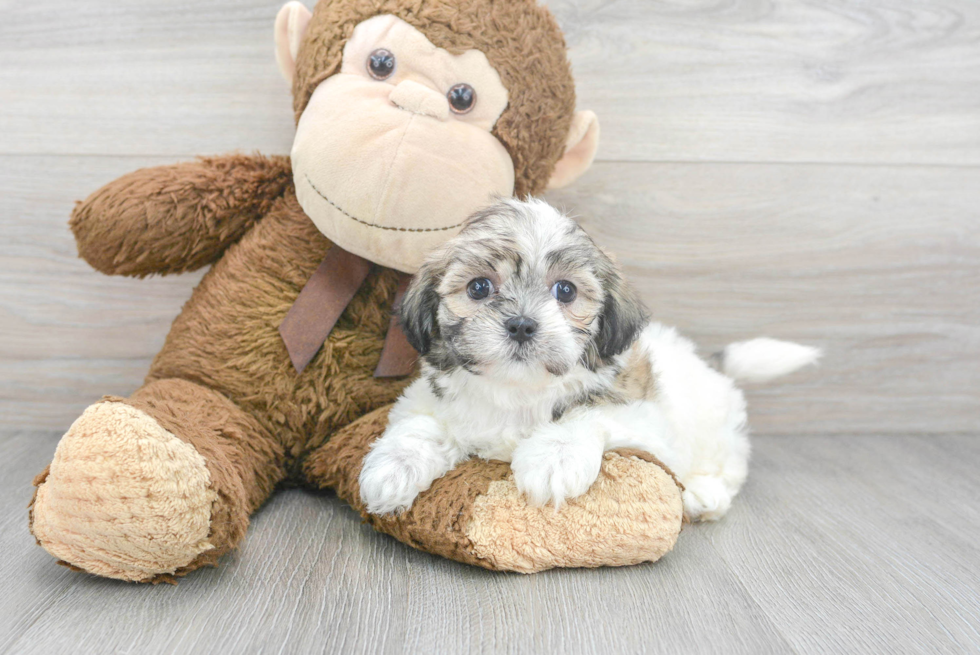 Teddy Bear Pup Being Cute