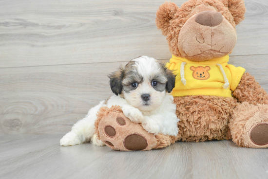 Teddy Bear Pup Being Cute