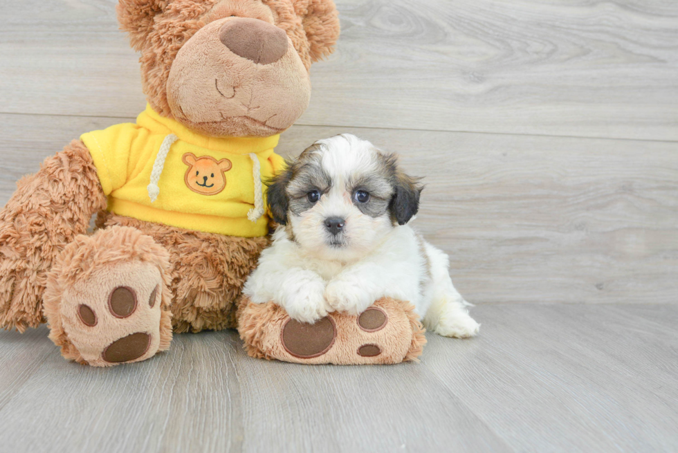 Teddy Bear Puppy for Adoption