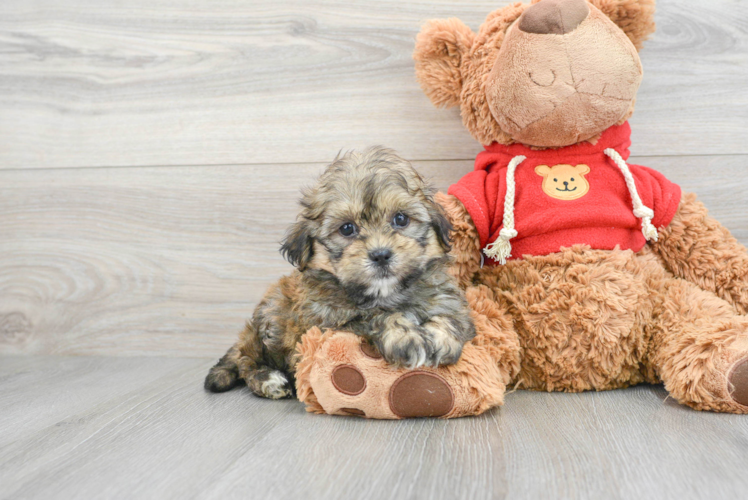 Happy Teddy Bear Baby