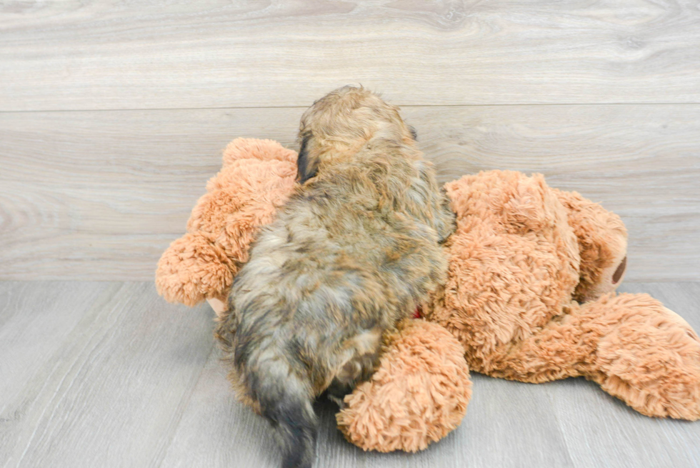 Teddy Bear Puppy for Adoption