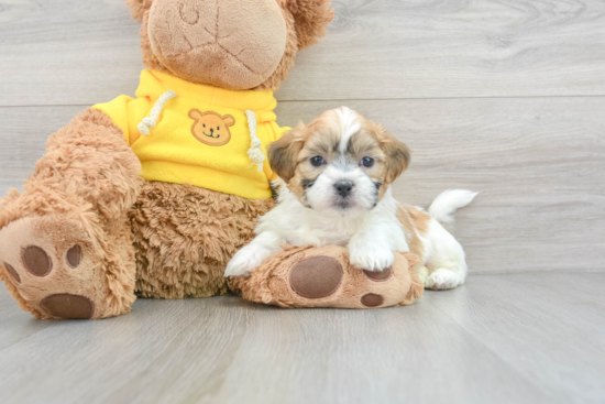 Petite Teddy Bear Designer Pup