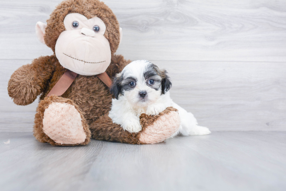 Teddy Bear Pup Being Cute