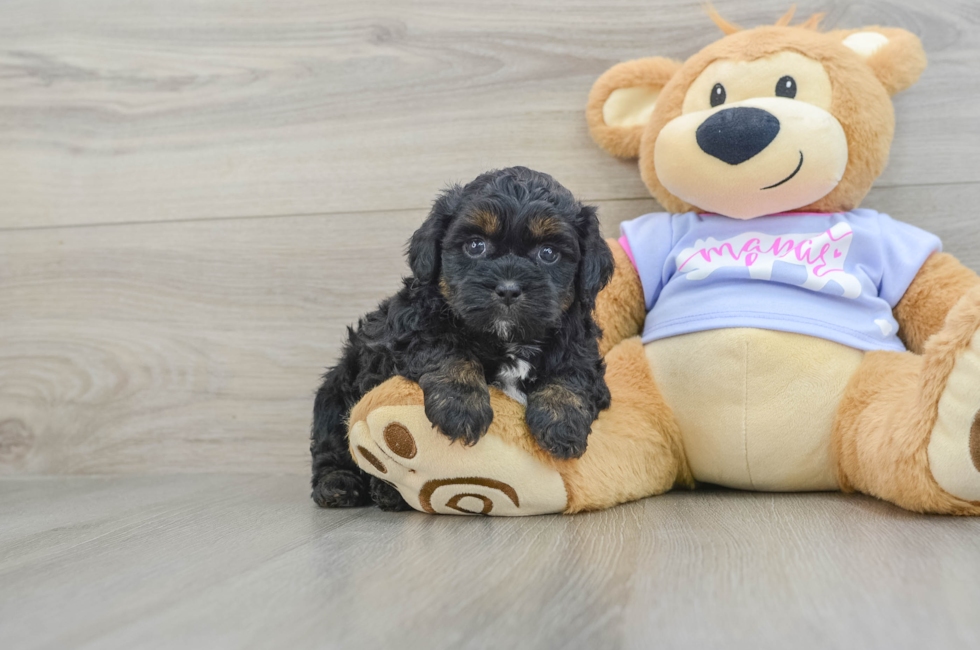 6 week old Teddy Bear Puppy For Sale - Premier Pups