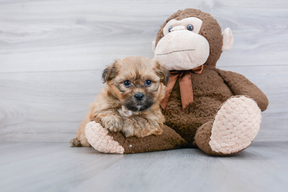 Teddy Bear Pup Being Cute